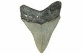 Serrated, Fossil Megalodon Tooth - North Carolina #295095-1